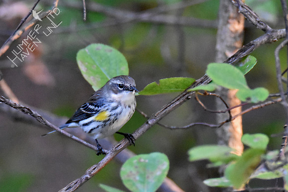 Yellow-rumped Warbler with larvae on Blackhaw (Viburnum prunifolium) 10-23-16