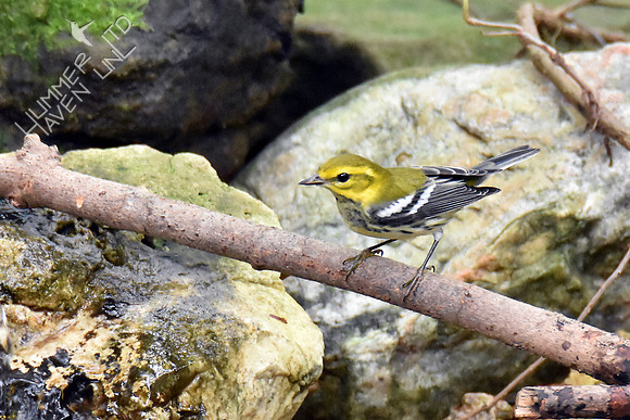 Black-throated Green Warbler 10-2-16