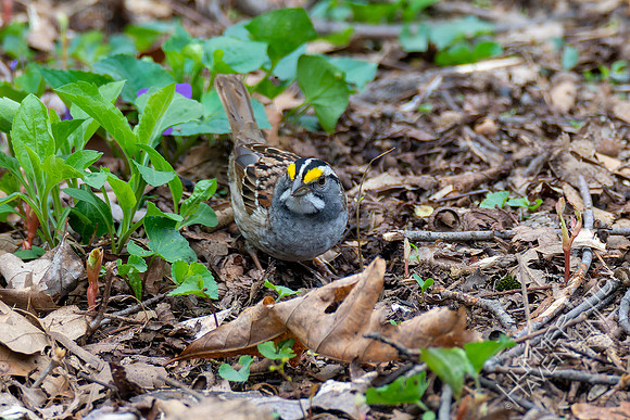 4-15-22 White-throated Sparrow