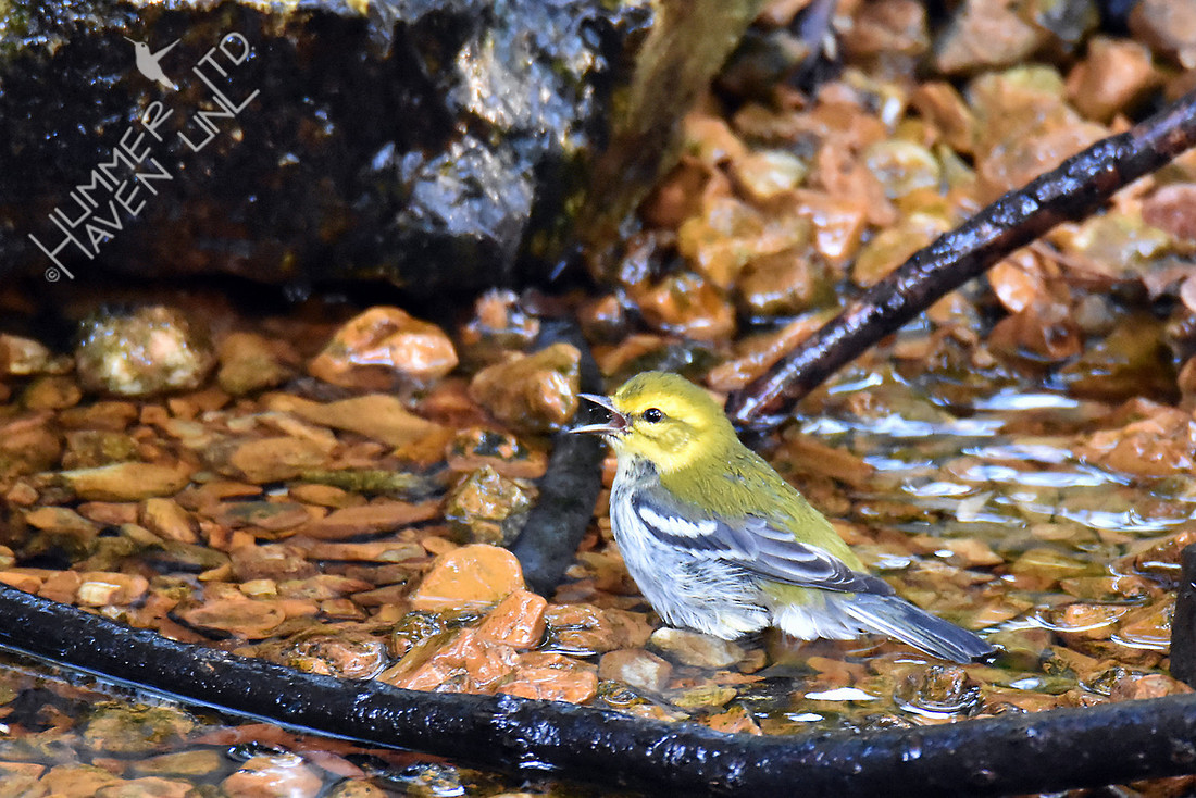 Black-throated Green Warbler 10-6-16
