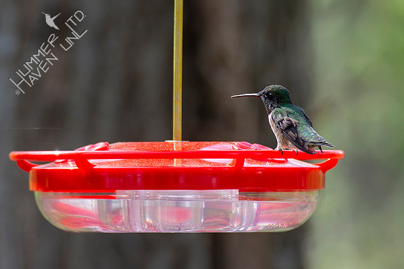 4-23-22 FOY 70 Ruby-throated Hummingbird