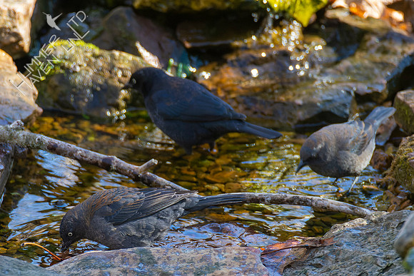 4-9-22 Rusty Blackbirds