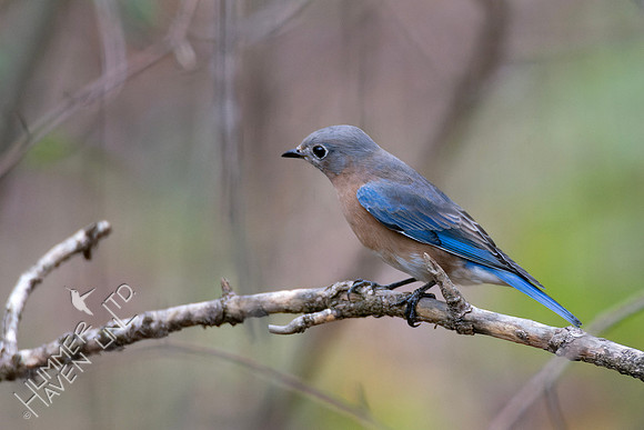 11-9-24 Eastern Bluebird