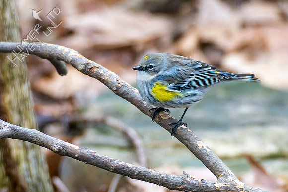 1-27-22 Yellow-rumped Warbler