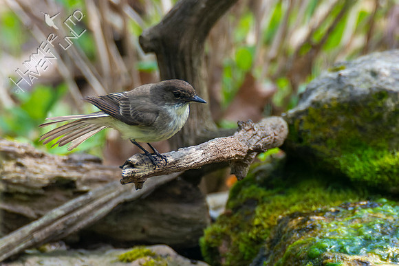 4-22-22 Eastern Phoebe