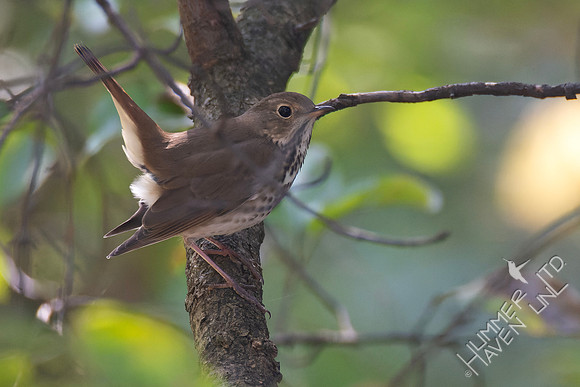 10-11-24 Hermit Thrush- tail up