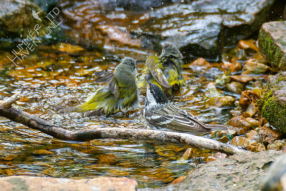 4-24-22 FOY Blackpoll and Tennessee, Nashville Warblers