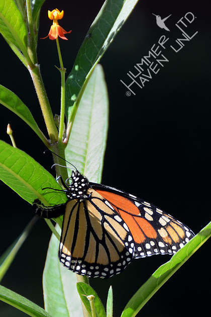 Monarch laying egg on Asclepias curassavica 10-23-11