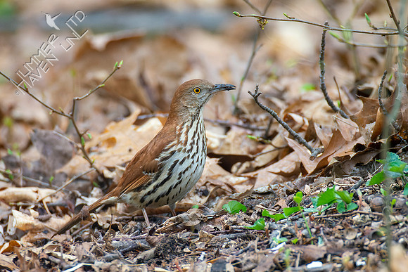 4-15-22 Brown Thrasher