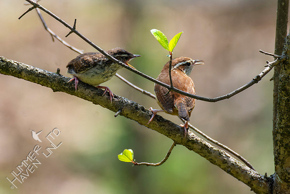 4-22-22 Carolina Wren fledgling being fed