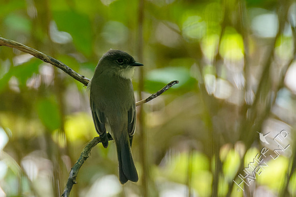 10-8-24 Eastern Phoebe