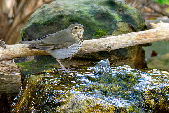 10-9-24 Swainson's Thrush