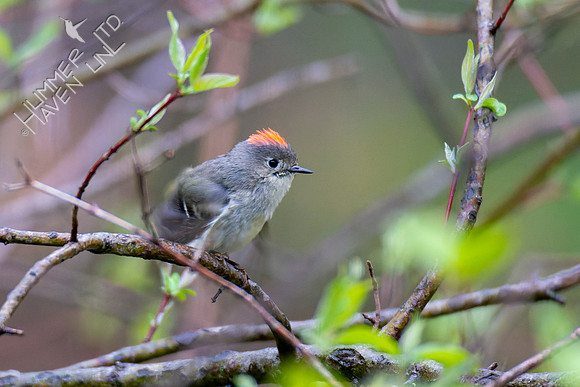 4-20-22 Ruby-crowned Kinglet