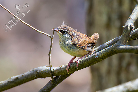 4-21-22 Carolina Wren Fledgling