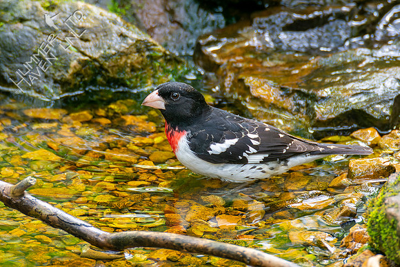 5-4-22 Rose-breasted Grosbeak