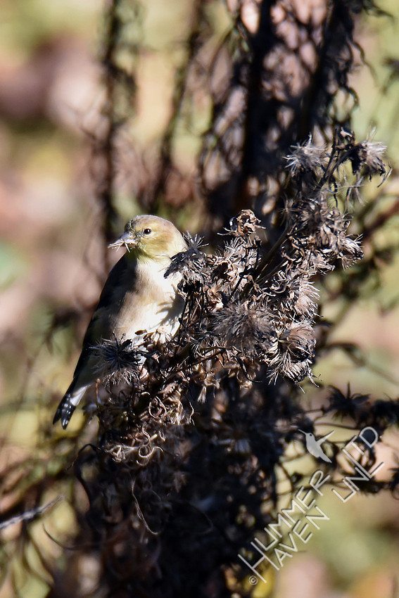 American Goldfinch eating seeds of Eastern Blazingstar (Liatris scariosa) 11-6-16
