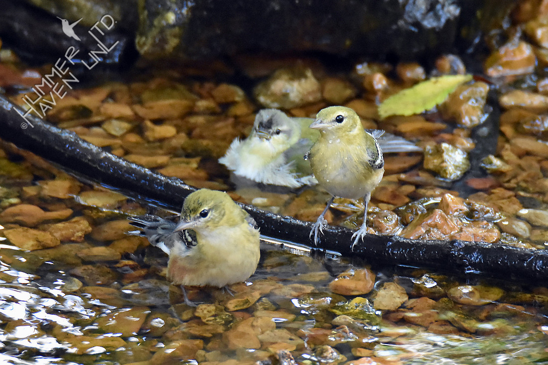 Bay-breasted and Tennessee Warblers 10-5-16