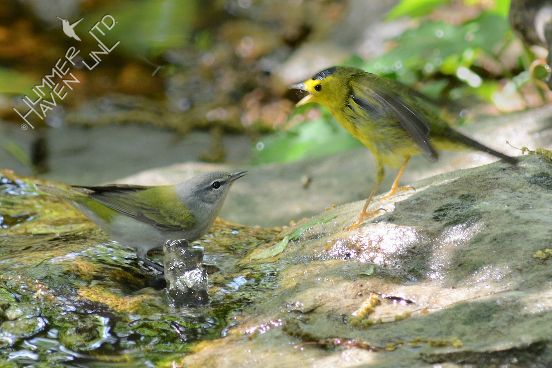 Tennessee and Wilson's Warblers