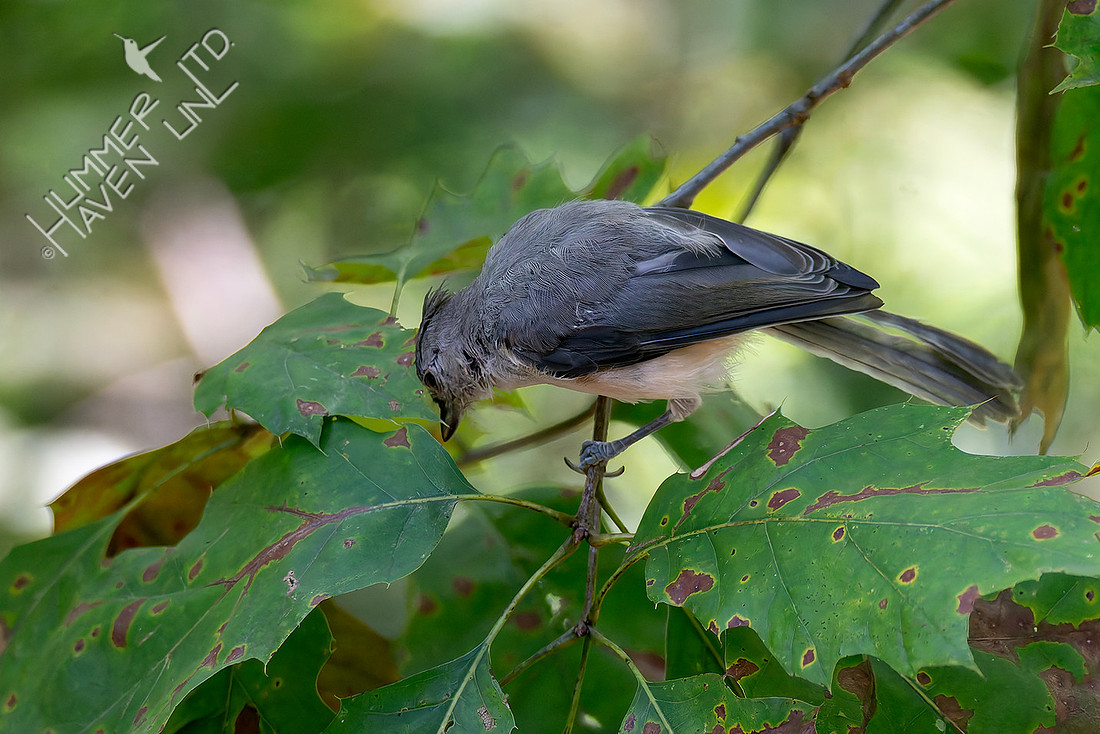 8-13-25 Tufted Titmouse immature spies caterpillar