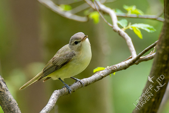 4-28-22 Warbling Vireo