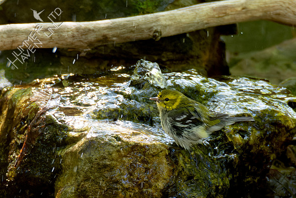 10-4-24 Black-throated Green Warbler