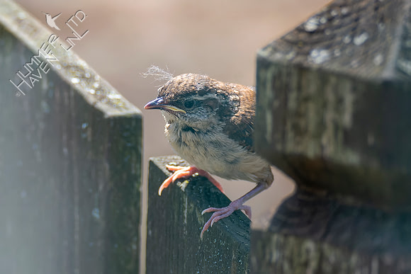 4-21-22 Carolina Wren Fledgling