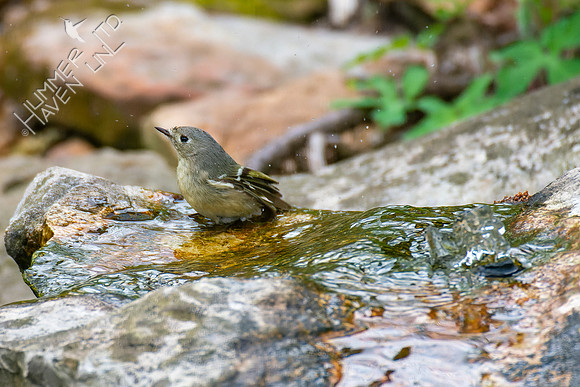 4-17-22 Ruby-crowned Kinglet