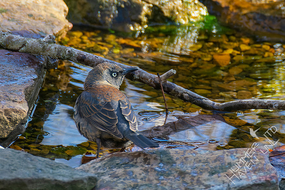 4-9-22 Rusty Blackbird