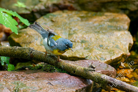 5-4-22 Northern Parula
