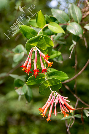 6-18-24 ( Lonicera sempervirens)