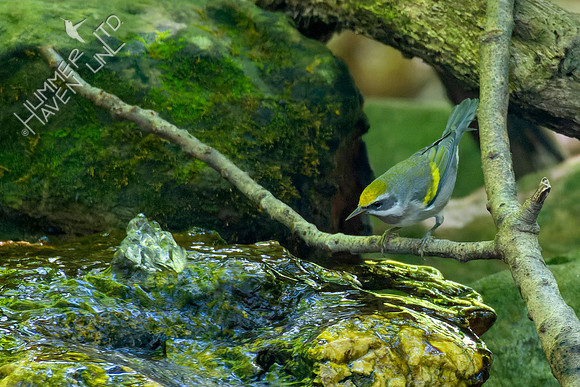 9-22-22 FOS Golden-winged Warbler female