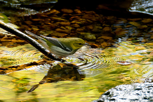 10-11-24 Black-throated Green Warbler