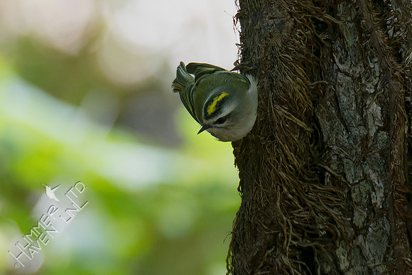 10-7-24 FOS Golden-crowned Kinglet