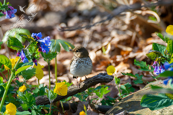 4-16-22 FOY#58 B#40 Swainson's Thrush