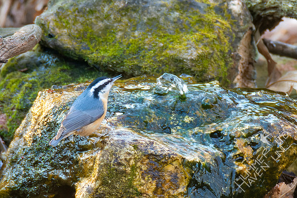 1-30-22 Red-breasted Nuthatch