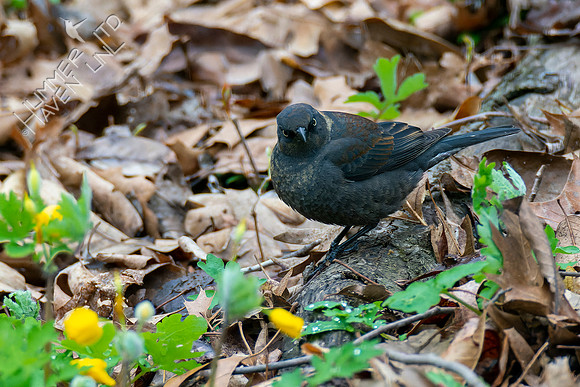 4-18-22 Rusty Blackbird
