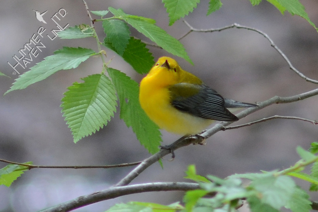 Prothonotary Warbler
