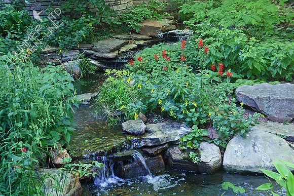 Water Garden for Wildlife on 9-7-14