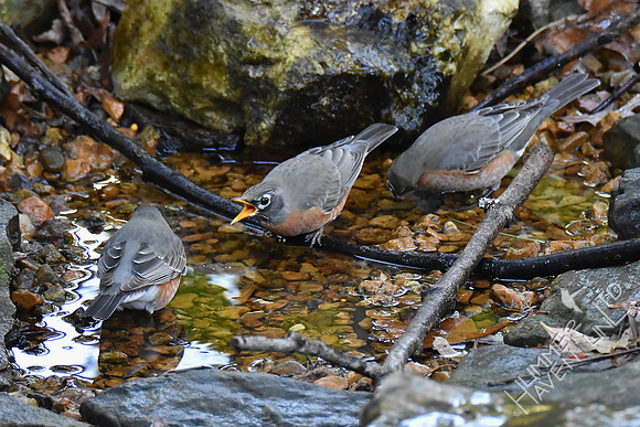 American Robins 10-23-16