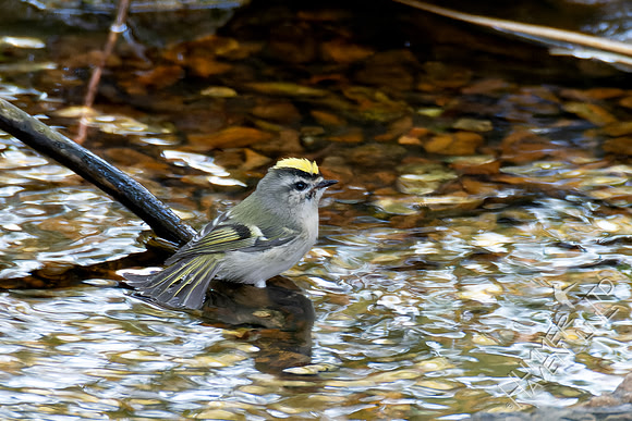 10-24-24 Golden-crowned Kinglet