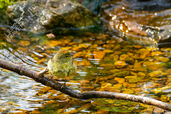 4-22-22 FOY #64 *43 Orange-crowned Warbler