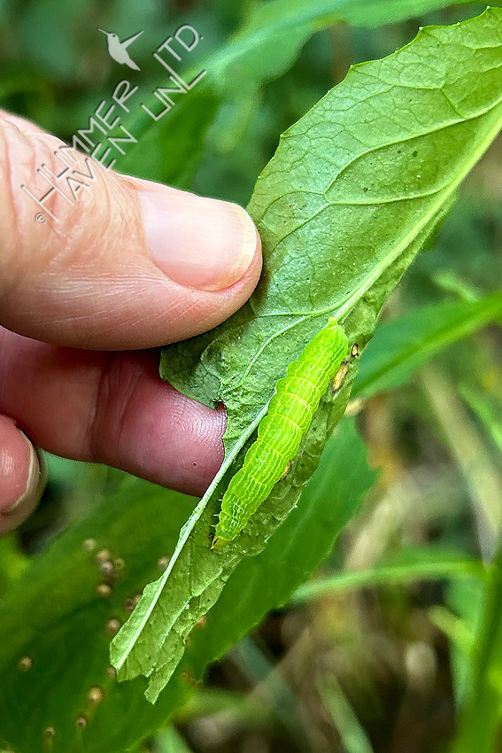 8-16-25 Pink-washed Looper Moth caterpillar (Enigmogramma basigera) on Cardinal flower