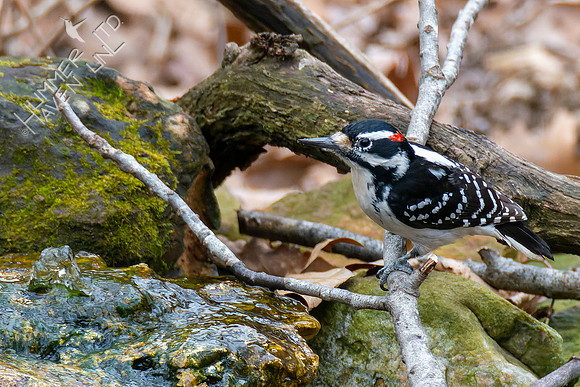 1-27-22 Hairy Woodpecker