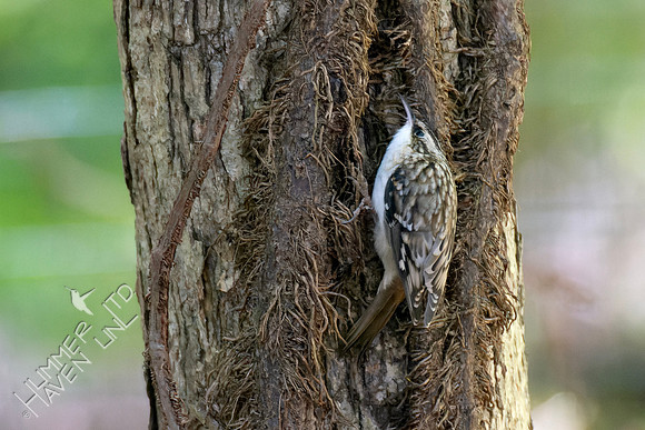 10-8-24 Brown Creeper