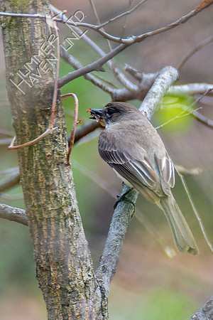 4-12-22 Eastern Phoebe caught insect in 30 mph gust