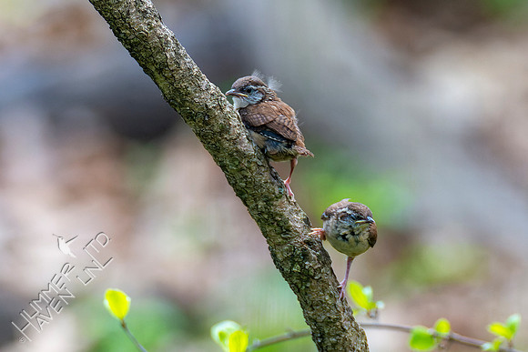 4-22-22 Carolina Wrens, fledglings
