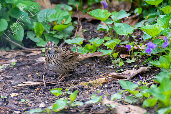 4-29-22 Lincoln's Sparrow