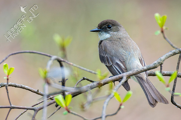 4-12-22 Eastern Phoebe