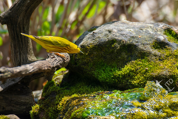 4-22-22 FOY 65 *44 Yellow Warbler