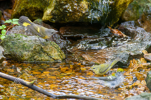 9-23-22 American Redstart,  Tennessee and Chestnut-sided Warblers